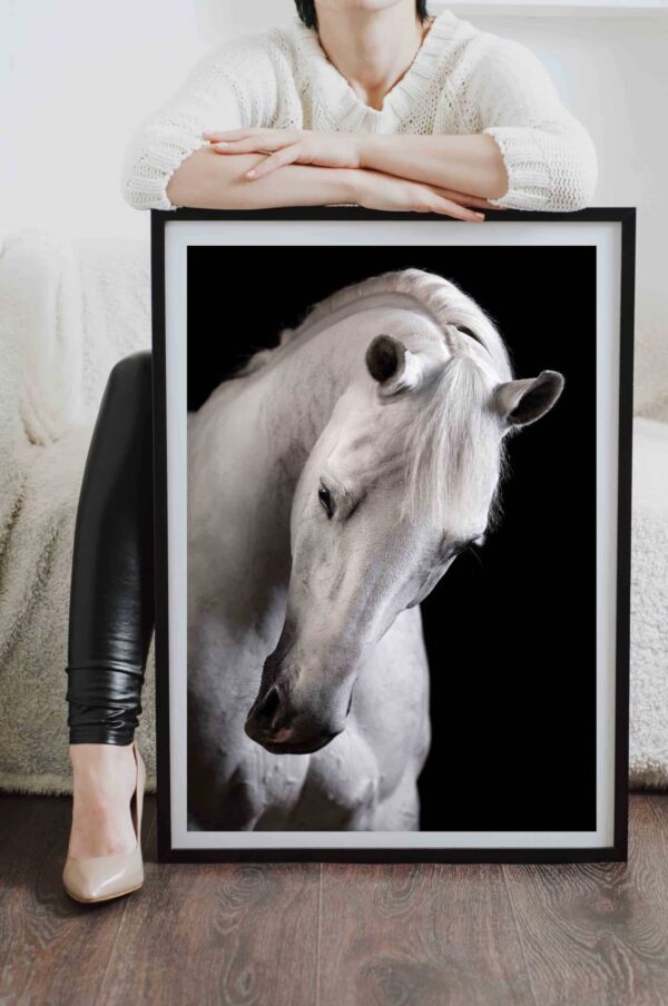 poster perete cal alb animale alb negru design interior tablouri decoratiuni, postere perete, postere pereti, postere mari de perete, tablou poster, postere inramate, postere bucuresti, tablouri scandinave, poster 50x70, tablouri, postere romania, tablouri moderne, design interior
