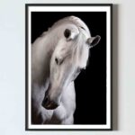 poster perete cal alb animale alb negru design interior tablouri decoratiuni, postere perete, postere pereti, postere mari de perete, tablou poster, postere inramate, postere bucuresti, tablouri scandinave, poster 50x70, tablouri, postere romania, tablouri moderne, design interior