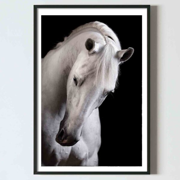 poster perete cal alb animale alb negru design interior tablouri decoratiuni, postere perete, postere pereti, postere mari de perete, tablou poster, postere inramate, postere bucuresti, tablouri scandinave, poster 50x70, tablouri, postere romania, tablouri moderne, design interior
