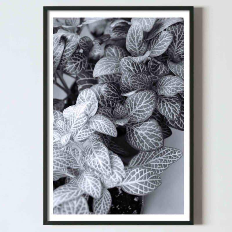 poster planta tropicala fittonia tablou perete design interior decoratiune living, dormitor hol, postere perete, postere pereti, postere mari de perete, tablou poster, postere inramate, postere bucuresti, tablouri scandinave, poster 50x70, tablouri, postere romania, tablouri moderne, design interior