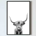 poster vaca Highland Scotian, poster alb negru, postere perete, postere pereti, postere mari de perete, tablou poster, postere inramate, postere bucuresti, tablouri scandinave, poster 50x70, tablouri, postere romania, tablouri moderne, design interior