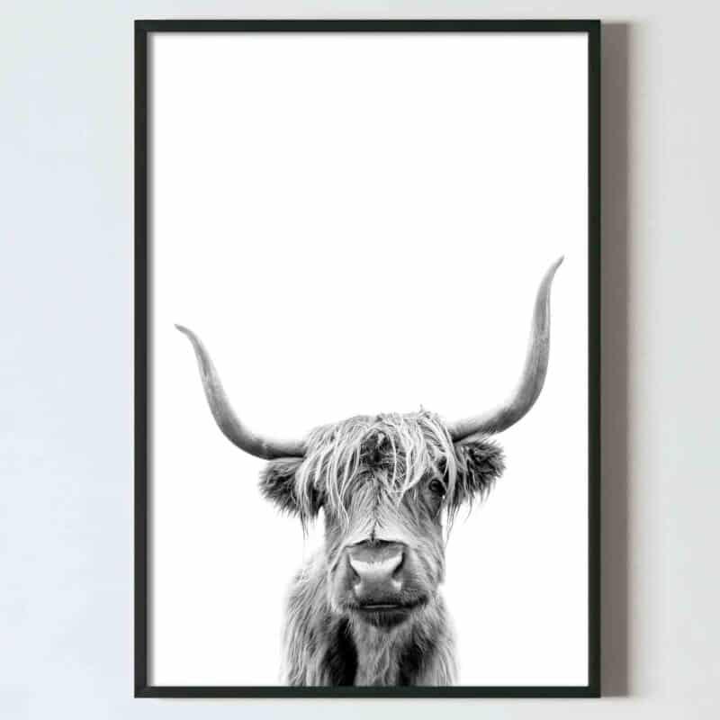 poster vaca Highland Scotian, poster alb negru, postere perete, postere pereti, postere mari de perete, tablou poster, postere inramate, postere bucuresti, tablouri scandinave, poster 50x70, tablouri, postere romania, tablouri moderne, design interior