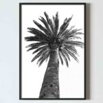 Poster pentru tablou Palmier alb negru, postere perete, postere pereti, postere mari de perete, tablou poster, postere inramate, postere bucuresti, tablouri scandinave, poster 50x70, tablouri, postere romania, tablouri moderne, design interior