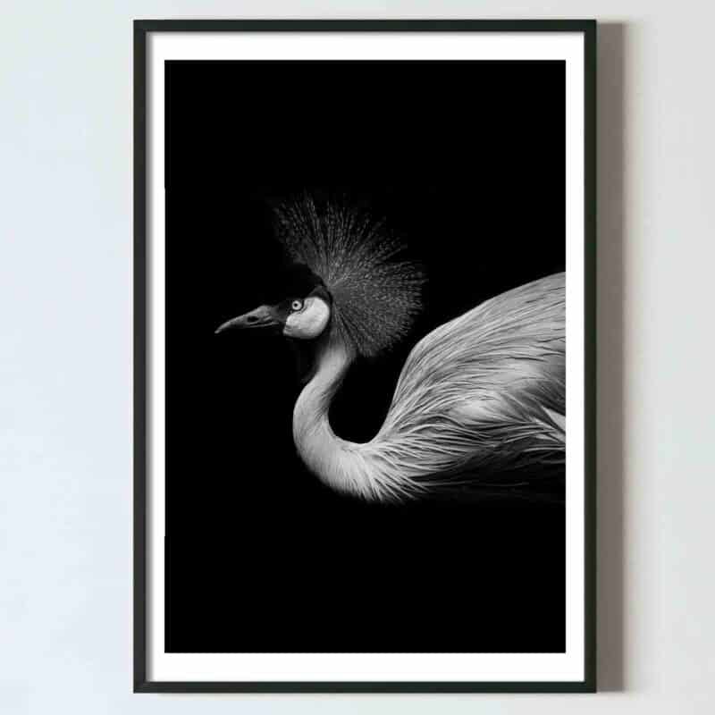 Poster pentru tablou Flamingo detaliu alb negru design interior living dormitor hol, poster alb negru, postere perete, postere pereti, postere mari de perete, tablou poster, postere inramate, postere bucuresti, tablouri scandinave, poster 50x70, tablouri, postere romania, tablouri moderne, design interior