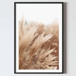 Poster fire de pampas pe camp Cortaderia Seloana, postere perete, postere pereti, postere mari de perete, tablou poster, postere inramate, postere bucuresti, tablouri scandinave, poster 50x70, tablouri, postere romania, tablouri moderne, design interior