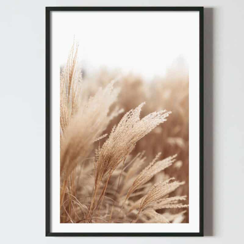 Poster fire de pampas pe camp Cortaderia Seloana, postere perete, postere pereti, postere mari de perete, tablou poster, postere inramate, postere bucuresti, tablouri scandinave, poster 50x70, tablouri, postere romania, tablouri moderne, design interior