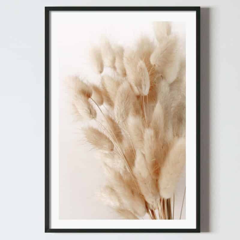 Poster buchet codița iepurasului, uscata Lagurus Ovatus, postere perete, postere pereti, postere mari de perete, tablou poster, postere inramate, postere bucuresti, tablouri scandinave, poster 50x70, tablouri, postere romania, tablouri moderne, design interior