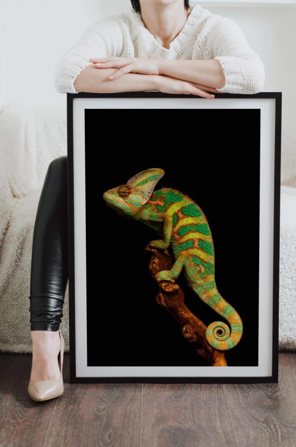 Poster pentru tablou Cameleon verde, postere perete, postere pereti, postere mari de perete, tablou poster, postere inramate, postere bucuresti, tablouri scandinave, poster 50x70, tablouri, postere romania, tablouri moderne, design interior