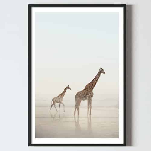 Poster pentru tablou Girafe in desert, postere perete, postere pereti, postere mari de perete, tablou poster, postere inramate, postere bucuresti, tablouri scandinave, poster 50x70, tablouri, postere romania, tablouri moderne, design interior