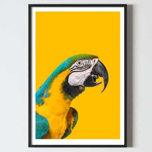 Poster pentru tablou Papagal galben, postere perete, postere pereti, postere mari de perete, tablou poster, postere inramate, postere bucuresti, tablouri scandinave, poster 50x70, tablouri, postere romania, tablouri moderne, design interior