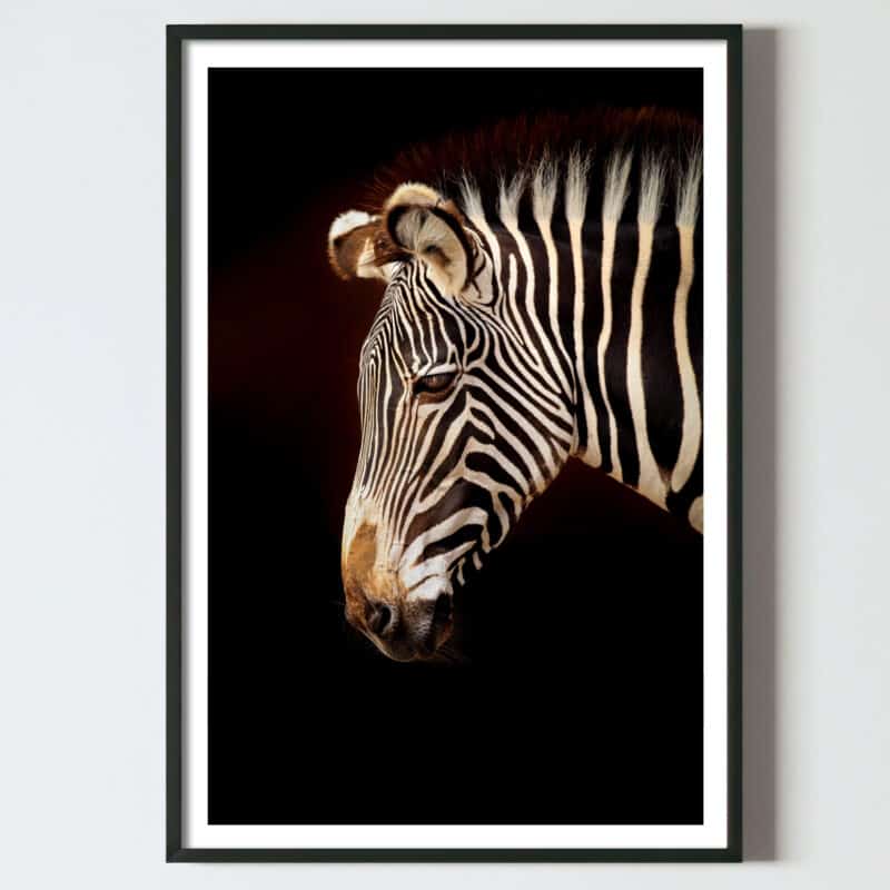 Poster pentru tablou Zebra, postere perete, postere pereti, postere mari de perete, tablou poster, postere inramate, postere bucuresti, tablouri scandinave, poster 50x70, tablouri, postere romania, tablouri moderne, design interior