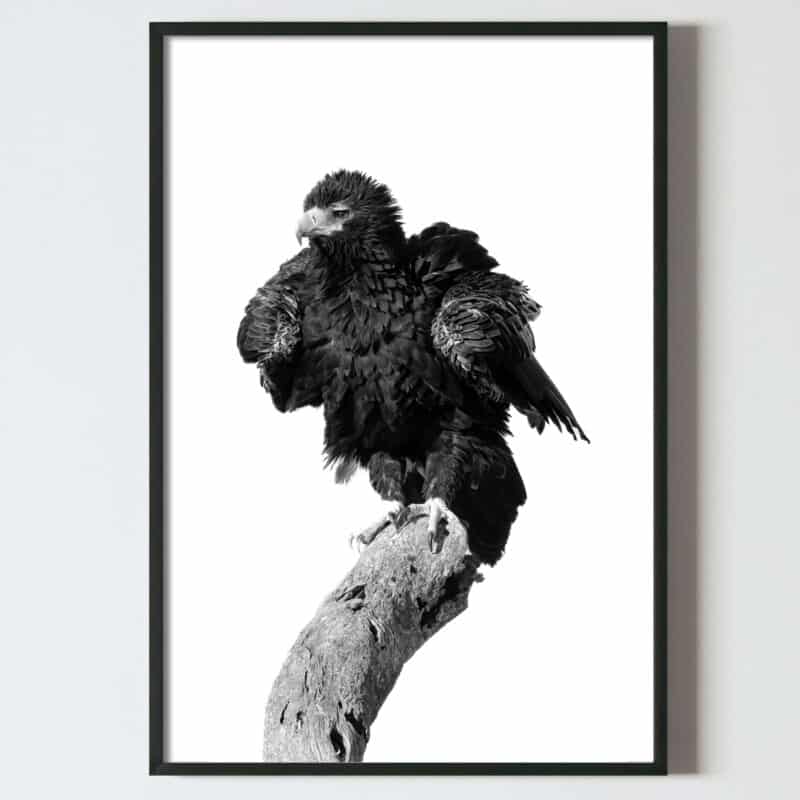 Postere perete pentru tablou Vulturul cu coada-pana, poster alb negru, postere perete, postere pereti, postere mari de perete, tablou poster, postere inramate, postere bucuresti, tablouri scandinave, poster 50x70, tablouri, postere romania, tablouri moderne, design interior