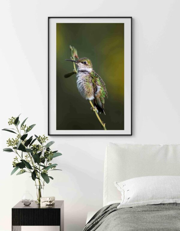 Poster pentru tablou Pasarea Colibri, postere perete, postere pereti, postere mari de perete, tablou poster, postere inramate, postere bucuresti, tablouri scandinave, poster 50x70, tablouri, postere romania, tablouri moderne, design interior