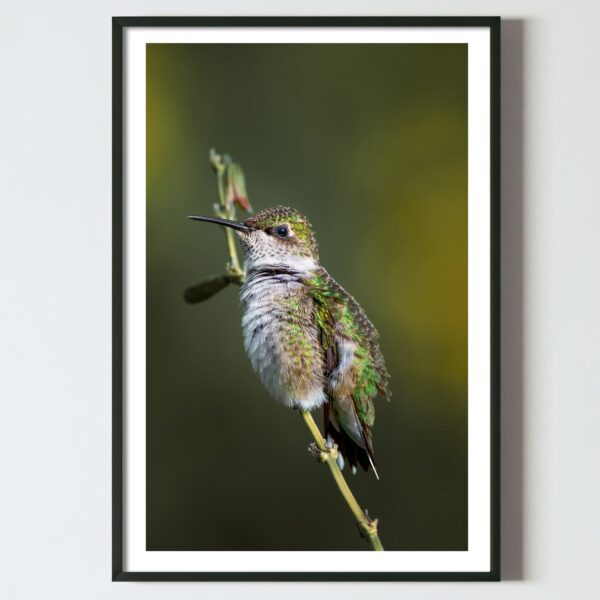 Poster pentru tablou Pasarea Colibri, postere perete, postere pereti, postere mari de perete, tablou poster, postere inramate, postere bucuresti, tablouri scandinave, poster 50x70, tablouri, postere romania, tablouri moderne, design interior