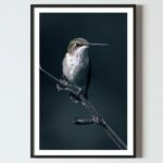 Poster pentru tablou Pasarea Colibri, postere perete, postere pereti, postere mari de perete, tablou poster, postere inramate, postere bucuresti, tablouri scandinave, poster 50x70, tablouri, postere romania, tablouri moderne, design interior