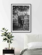 Poster pentru tablou vaca Highland Scotian, postere perete, postere pereti, postere mari de perete, tablou poster, postere inramate, postere bucuresti, tablouri scandinave, poster 50x70, tablouri, postere romania, tablouri moderne, design interior