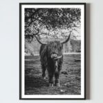 Poster pentru tablou vaca Highland Scotian, postere perete, postere pereti, postere mari de perete, tablou poster, postere inramate, postere bucuresti, tablouri scandinave, poster 50x70, tablouri, postere romania, tablouri moderne, design interior