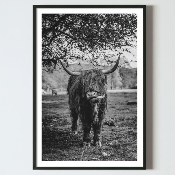 Poster pentru tablou vaca Highland Scotian, postere perete, postere pereti, postere mari de perete, tablou poster, postere inramate, postere bucuresti, tablouri scandinave, poster 50x70, tablouri, postere romania, tablouri moderne, design interior