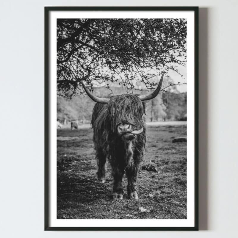 Poster pentru tablou vaca Highland Scotian, postere perete, postere pereti, postere mari de perete, tablou poster, postere inramate, postere bucuresti, tablouri scandinave, poster 50x70, tablouri, postere romania, tablouri moderne, design interior