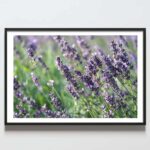 Poster câmp de lavandă, postere perete, postere pereti, postere mari de perete, tablou poster, postere inramate, postere bucuresti, tablouri scandinave, poster 50x70, tablouri, postere romania, tablouri moderne, design interior