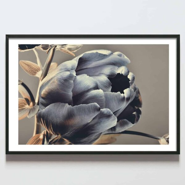 Postere perete fir de lalea gri cu auriu, postere perete, postere pereti, postere mari de perete, tablou poster, postere inramate, postere bucuresti, tablouri scandinave, poster 50x70, tablouri, postere romania, tablouri moderne, design interior