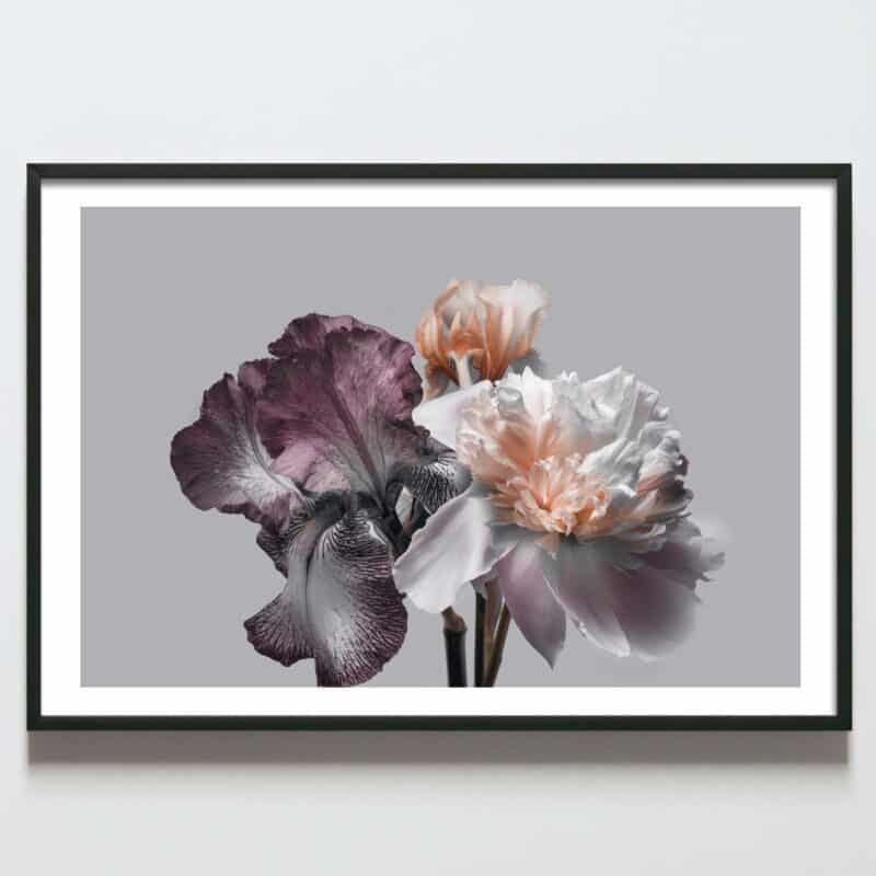 Postere perete flori cu 3 fire de iris, postere perete, postere pereti, postere mari de perete, tablou poster, postere inramate, postere bucuresti, tablouri scandinave, poster 50x70, tablouri, postere romania, tablouri moderne, design interior