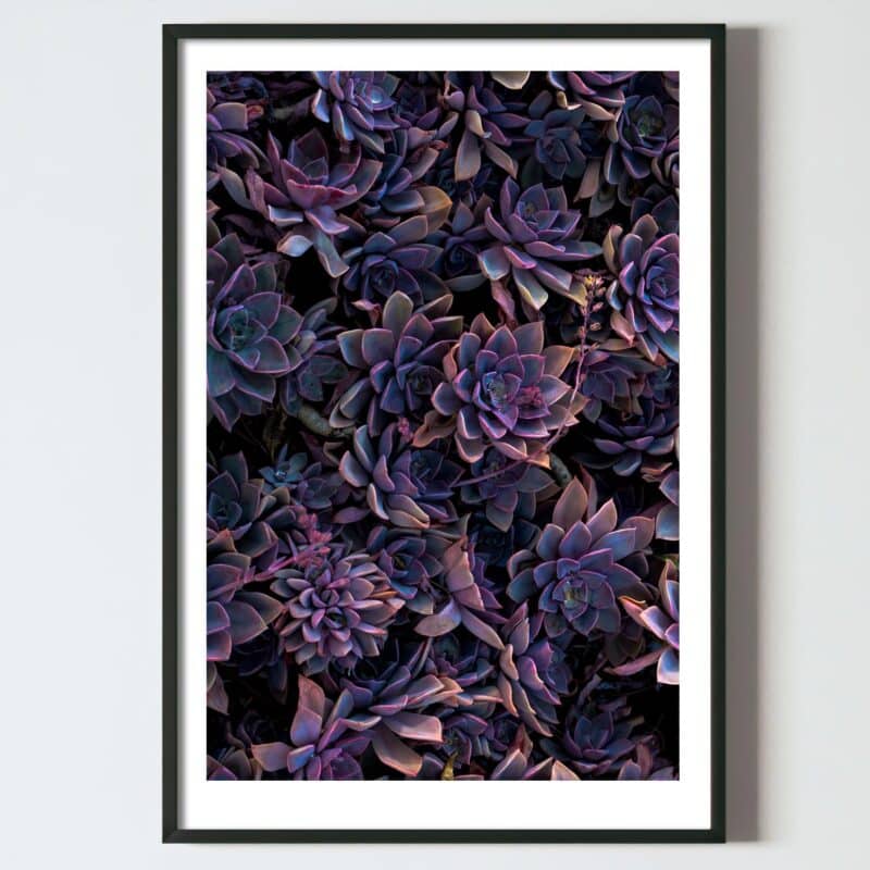 Postere perete plante suculente, postere perete, postere pereti, postere mari de perete, tablou poster, postere inramate, postere bucuresti, tablouri scandinave, poster 50x70, tablouri, postere romania, tablouri moderne, design interior