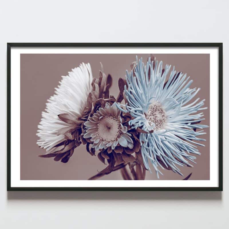 Postere perette buchet flori crizanteme alb si albastru, postere perete, postere pereti, postere mari de perete, tablou poster, postere inramate, postere bucuresti, tablouri scandinave, poster 50x70, tablouri, postere romania, tablouri moderne, design interior