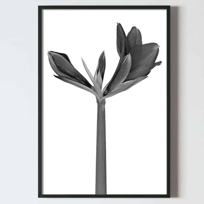Postere perete flori planta exotica alb negru, postere perete, postere pereti, postere mari de perete, tablou poster, postere inramate, postere bucuresti, tablouri scandinave, poster 50x70, tablouri, postere romania, tablouri moderne, design interior