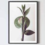 Postere perete flori planta exotica verde, postere perete, postere pereti, postere mari de perete, tablou poster, postere inramate, postere bucuresti, tablouri scandinave, poster 50x70, tablouri, postere romania, tablouri moderne, design interior