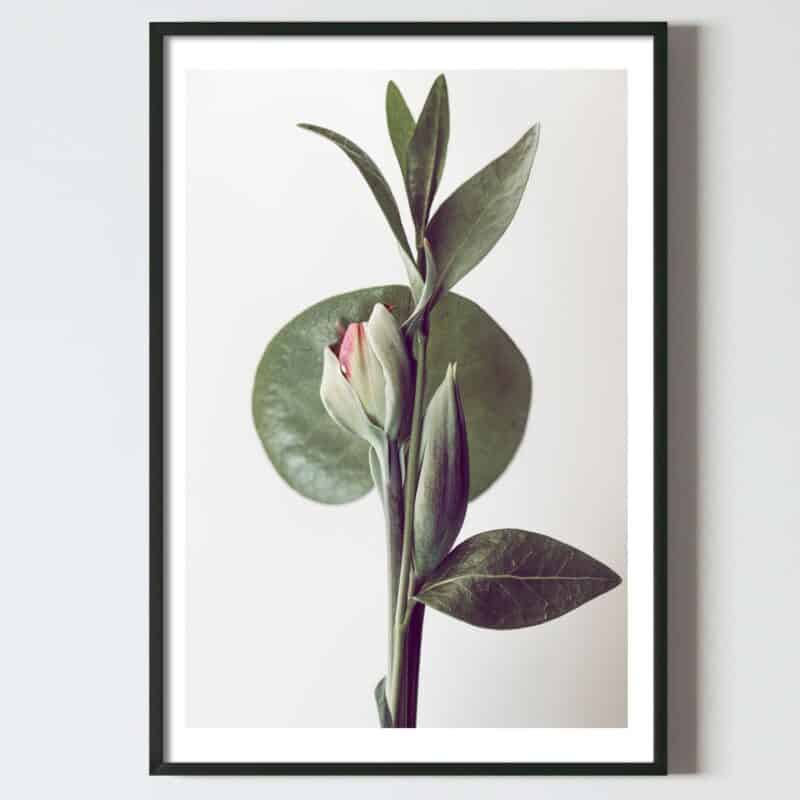 Postere perete flori planta exotica verde, postere perete, postere pereti, postere mari de perete, tablou poster, postere inramate, postere bucuresti, tablouri scandinave, poster 50x70, tablouri, postere romania, tablouri moderne, design interior