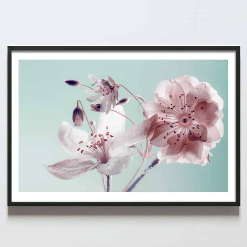 Postere perete flori de cireș, postere perete, postere pereti, postere mari de perete, tablou poster, postere inramate, postere bucuresti, tablouri scandinave, poster 50x70, tablouri, postere romania, tablouri moderne, design interior