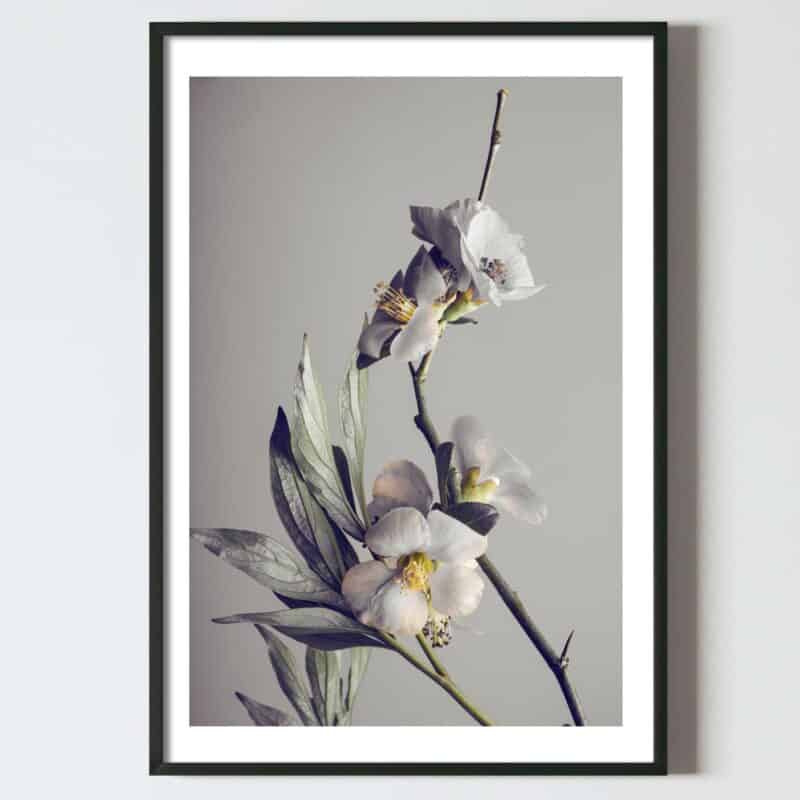 Postere perete flori fir cireș japonez, postere perete, postere pereti, postere mari de perete, tablou poster, postere inramate, postere bucuresti, tablouri scandinave, poster 50x70, tablouri, postere romania, tablouri moderne, design interior