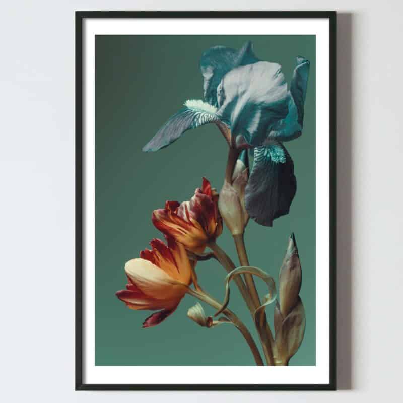 Postere perete flori fir lalea si iris, postere perete, postere pereti, postere mari de perete, tablou poster, postere inramate, postere bucuresti, tablouri scandinave, poster 50x70, tablouri, postere romania, tablouri moderne, design interior