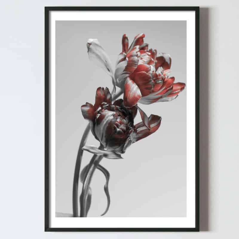Postere perete flori fir lalea, postere perete, postere pereti, postere mari de perete, tablou poster, postere inramate, postere bucuresti, tablouri scandinave, poster 50x70, tablouri, postere romania, tablouri moderne, design interior