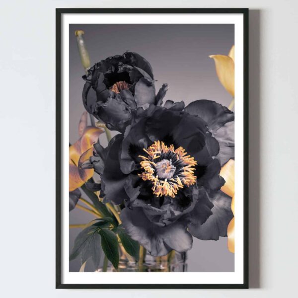 Postere perete flori bujori negrii, postere perete, postere pereti, postere mari de perete, tablou poster, postere inramate, postere bucuresti, tablouri scandinave, poster 50x70, tablouri, postere romania, tablouri moderne, design interior