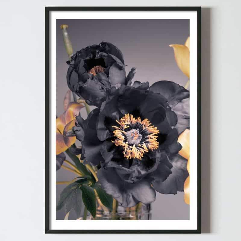 Postere perete flori bujori negrii, postere perete, postere pereti, postere mari de perete, tablou poster, postere inramate, postere bucuresti, tablouri scandinave, poster 50x70, tablouri, postere romania, tablouri moderne, design interior