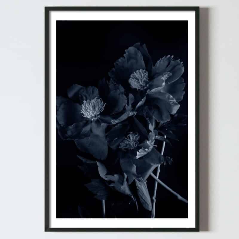 Postere perete flori de bujor negru, postere perete, postere pereti, postere mari de perete, tablou poster, postere inramate, postere bucuresti, tablouri scandinave, poster 50x70, tablouri, postere romania, tablouri moderne, design interior