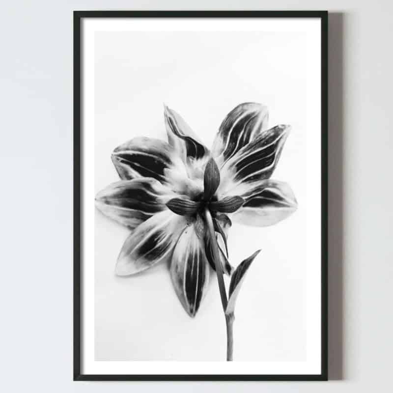 Postere perete floare alb negru, postere perete, postere pereti, postere mari de perete, tablou poster, postere inramate, postere bucuresti, tablouri scandinave, poster 50x70, tablouri, postere romania, tablouri moderne, design interior