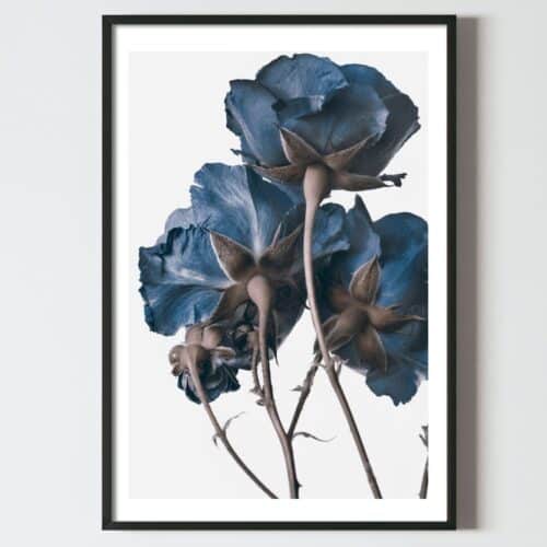 Postere perete flori trandarfiri albaștrii, postere perete, postere pereti, postere mari de perete, tablou poster, postere inramate, postere bucuresti, tablouri scandinave, poster 50x70, tablouri, postere romania, tablouri moderne, design interior