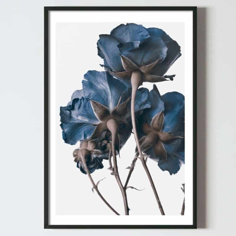 Postere perete flori trandarfiri albaștrii, postere perete, postere pereti, postere mari de perete, tablou poster, postere inramate, postere bucuresti, tablouri scandinave, poster 50x70, tablouri, postere romania, tablouri moderne, design interior