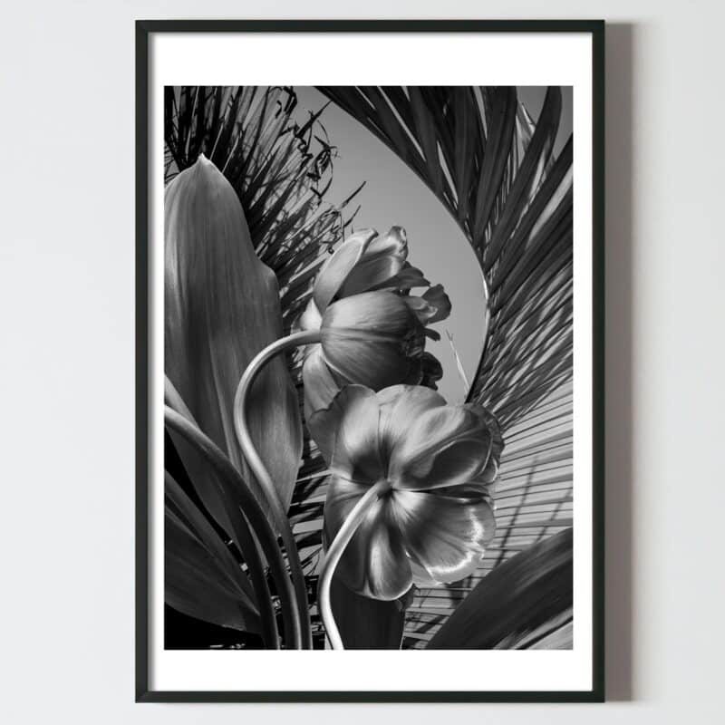 Postere perete flori alb negru cu lalea, postere perete, postere pereti, postere mari de perete, tablou poster, postere inramate, postere bucuresti, tablouri scandinave, poster 50x70, tablouri, postere romania, tablouri moderne, design interior