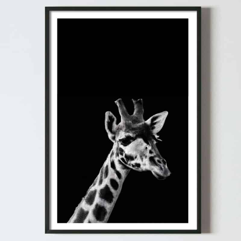 Poster tablou portret pui girafa alb negru, postere perete, postere pereti, postere mari de perete, tablou poster, postere inramate, postere bucuresti, tablouri scandinave, poster 50x70, tablouri, postere romania, tablouri moderne, design interior